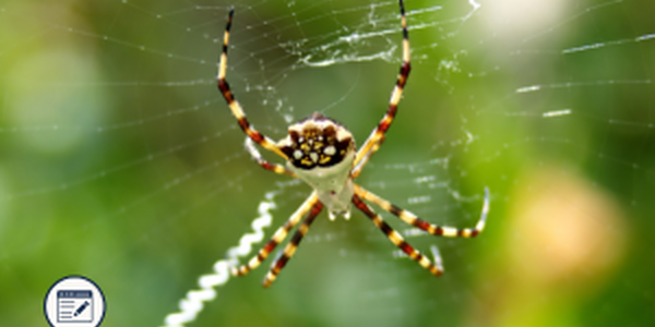 orb spider in web